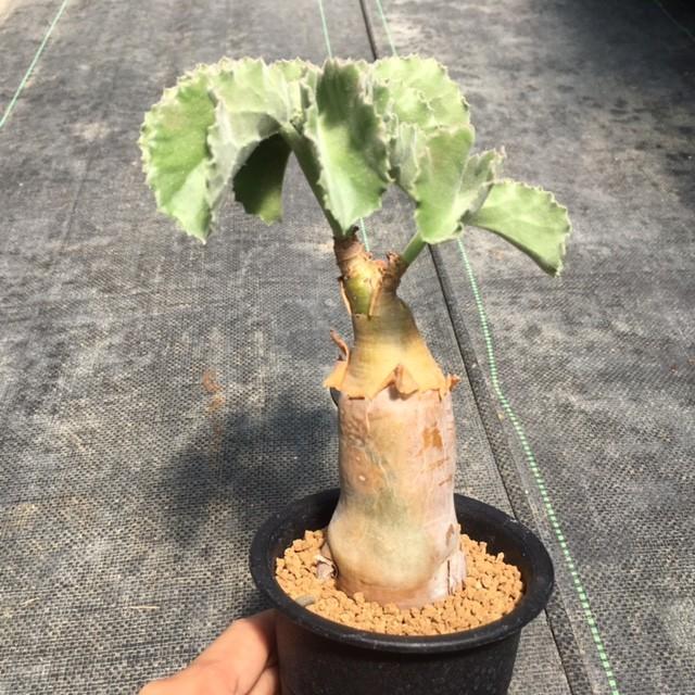 塊根植物:キフォステンマ ウター マクロプス*塊幅4cm 現品 塊根植物:キフォステンマ ウター マクロプス*塊幅4cm 現品