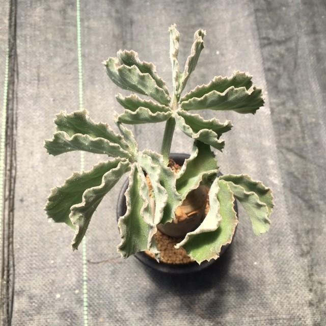 塊根植物:キフォステンマ ウター マクロプス*塊幅4cm 現品 塊根植物:キフォステンマ ウター マクロプス*塊幅4cm 現品