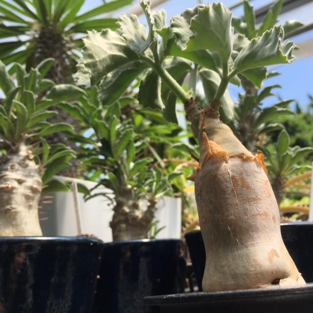 塊根植物:キフォステンマ ウター マクロプス*塊幅4cm 現品 塊根植物:キフォステンマ ウター マクロプス*塊幅4cm 現品