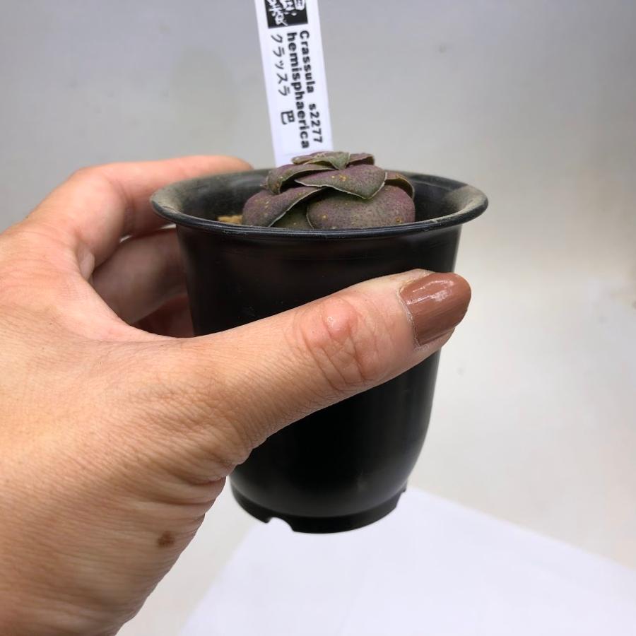 多肉植物：クラッスラ 巴（ともえ）* : 遊恵盆栽 Yahoo!店 - 通販