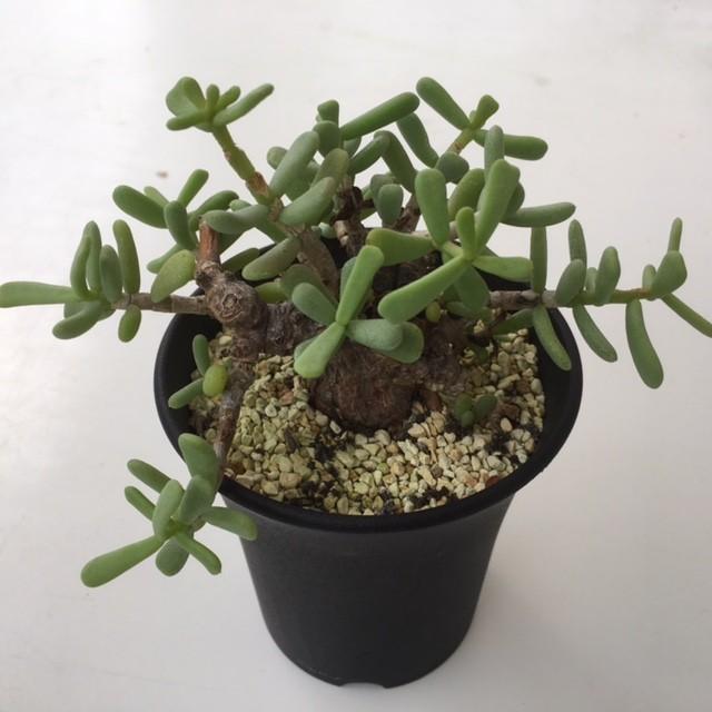 塊根植物：ケラリア ピグマエア*葉幅12cm 現品 一品限り : 遊恵盆栽