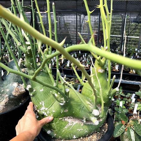 塊根植物:アデニア プセウドグロボーサ*塊幅28cm 現品 一品限り 塊根植物:アデニア プセウドグロボーサ*塊幅28cm 現品 一品限り