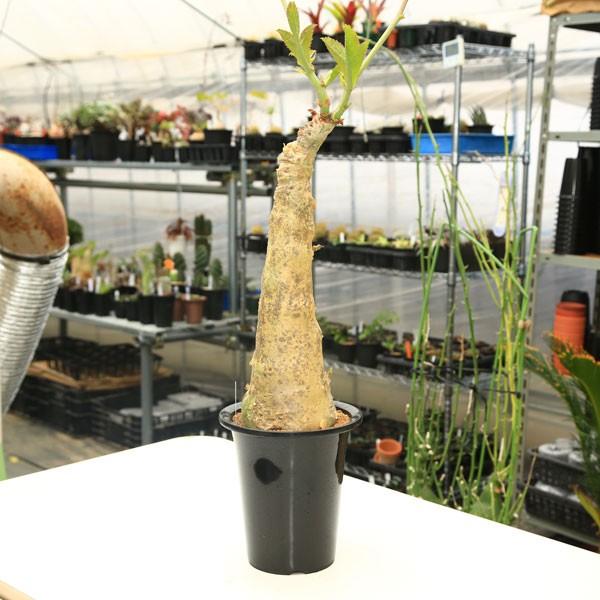塊根植物：キフォステンマ ユッタエ*幹幅14cm 現品 一品限り : 遊恵