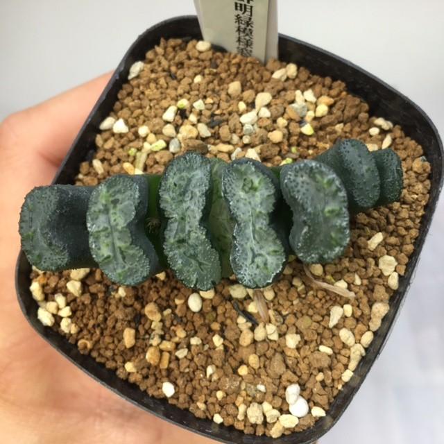 多肉植物：ハオルチア 玉扇　青竜*6ｃｍ　現品　一品限り｜y-bonsai