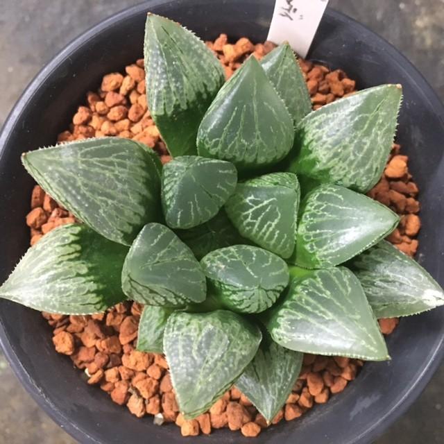 高級感 多肉植物 ハオルチア グリーンウッディ 9ｃｍ 現品 一品限り S2372 遊恵盆栽 Yahoo 店 通販 Yahoo ショッピング 全日本送料無料 Www Jolimmo Ch