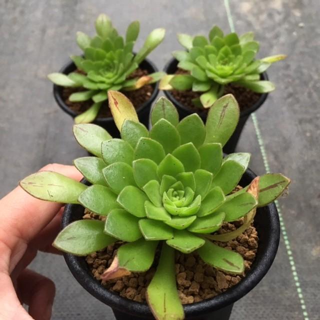 多肉植物：アエオニウム アイゾーン*7cm : 遊恵盆栽 Yahoo!店 - 通販