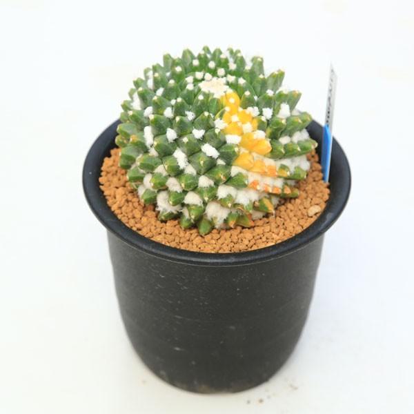 サボテン　マミラリア　ブカレンシス　8号鉢つき　群生株❗ PLANCHU サボテン マミラリア ブカレンシス Mammillaria