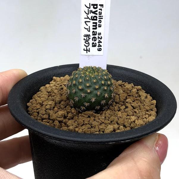 サボテン：フライレア 豹の子（ひょうのこ）*幅2cm : 遊恵盆栽 Yahoo