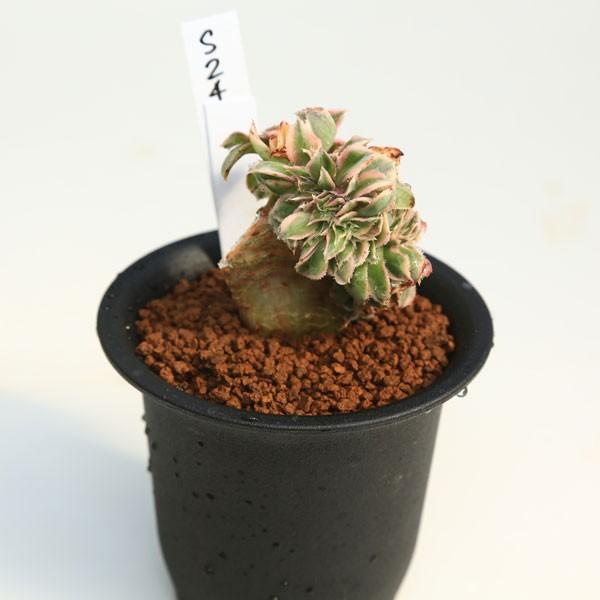 18#多肉植物アエオニウム錦❤️ サンバースト❤️5頭17cm拔き苗 多肉植物：アエオニウム サンバースト綴化*5cm 現品 一品限り : 遊恵