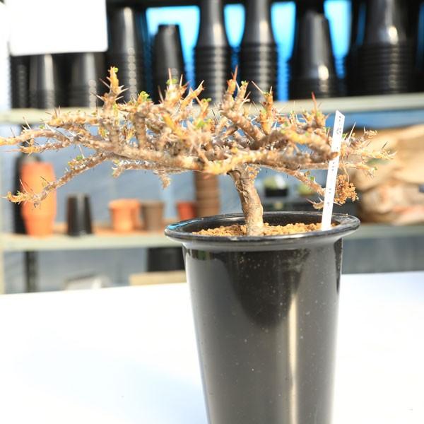 コーデックス：サルコカウロン バンデリエティアエー*幅16cm 現品 一品