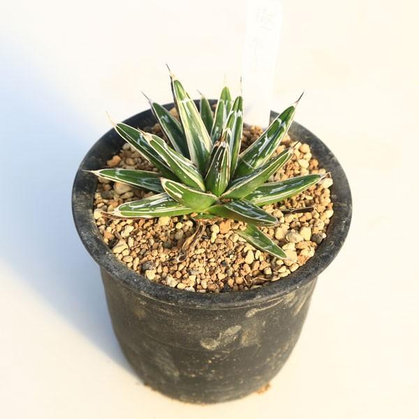 多肉植物:アガベ 笹の雪白虎斑 極氷山*9.5cm 現品 一品限り 多肉植物:アガベ 笹の雪白虎斑 極氷山*9.5cm 現品 一品限り
