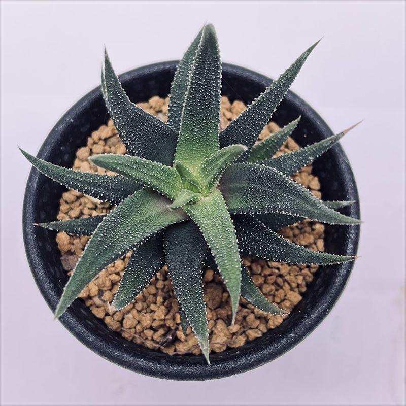 多肉植物：ハオルチア 松の雪hyb.*幅6cm : 遊恵盆栽 Yahoo!店 - 通販