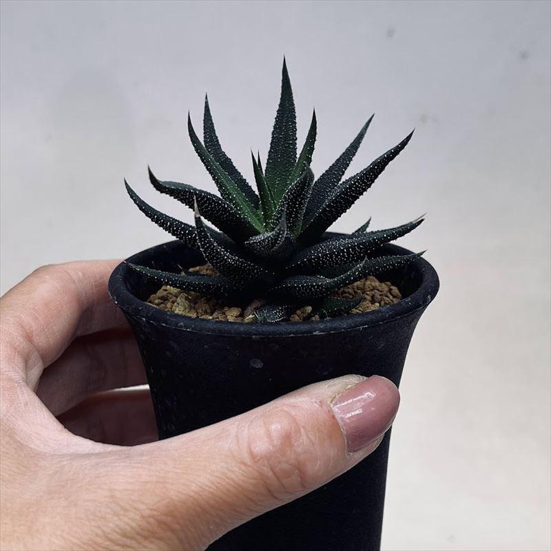 多肉植物：ハオルチア 松の雪hyb.*幅6cm : 遊恵盆栽 Yahoo!店 - 通販
