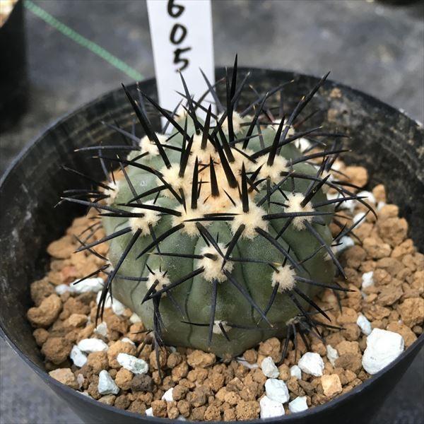 サボテン：コピアポア 冥王玉*4.5cm 現品 一品限り : 遊恵盆栽 Yahoo