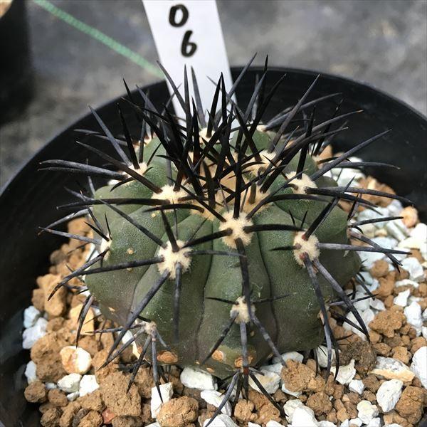 サボテン様 sb-kssr50.gif