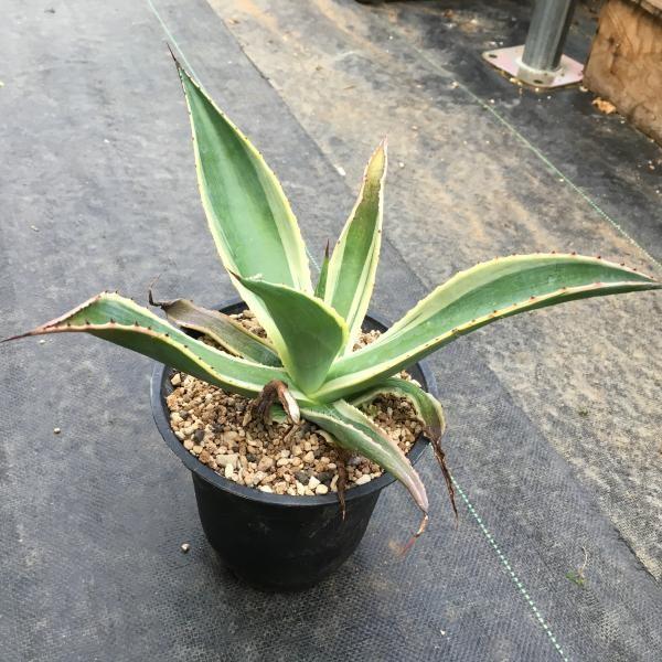 多肉植物：アガベ セルシー錦*21cm 現品 一品限り : 遊恵盆栽 Yahoo