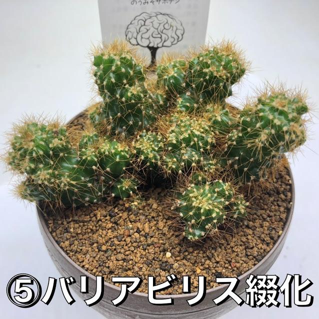 サボテンページ ふるさと納税】サボテン相談室のカクタスクロック【1338196