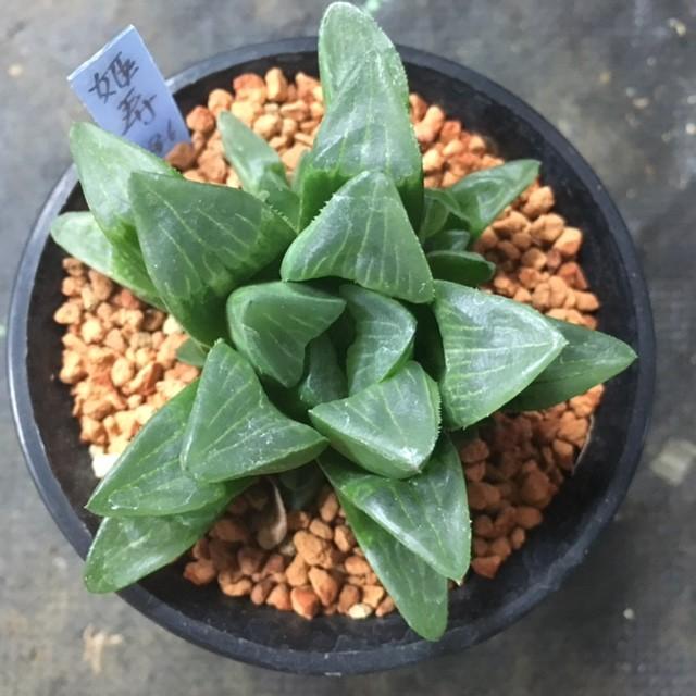 多肉植物：ハオルチア 姫寿*cm 現品 一品限り : 遊恵盆栽
