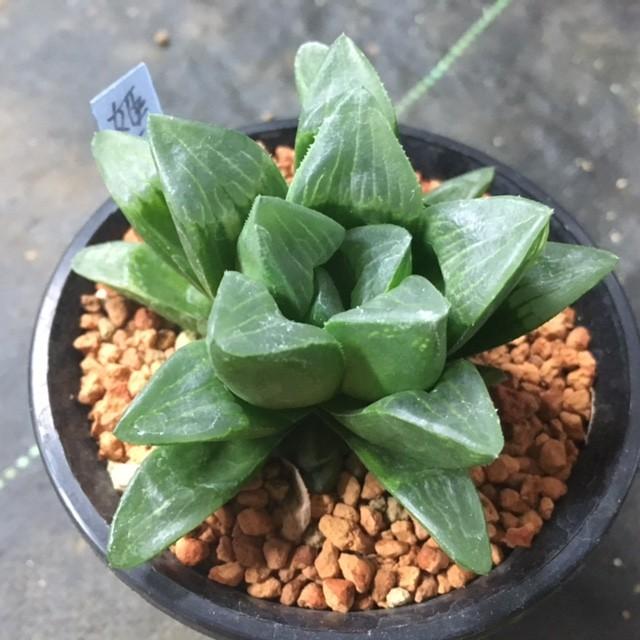 多肉植物：ハオルチア 姫寿*cm 現品 一品限り : 遊恵盆栽