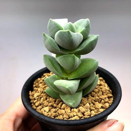 多肉植物：クラッスラ 紀ノ川*幅4cm : 遊恵盆栽 Yahoo!店 - 通販