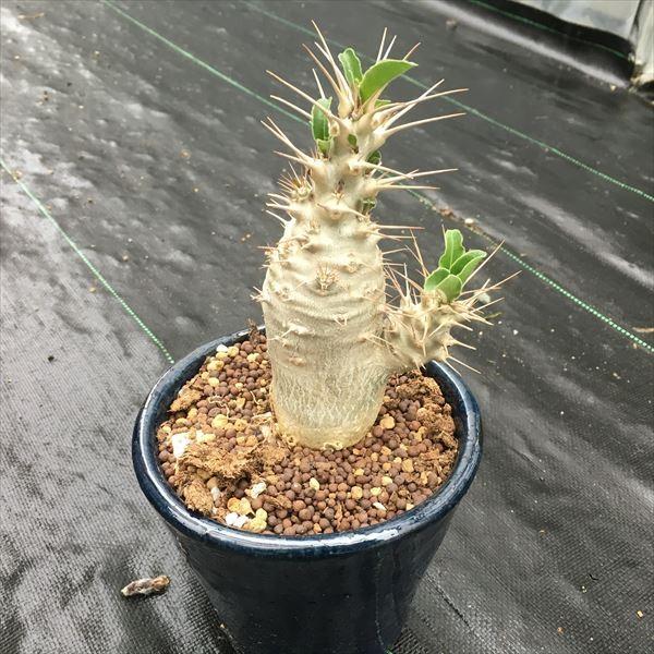 コーデックス：パキポディウム サンデルシー*幅7cm 現品 一品限り