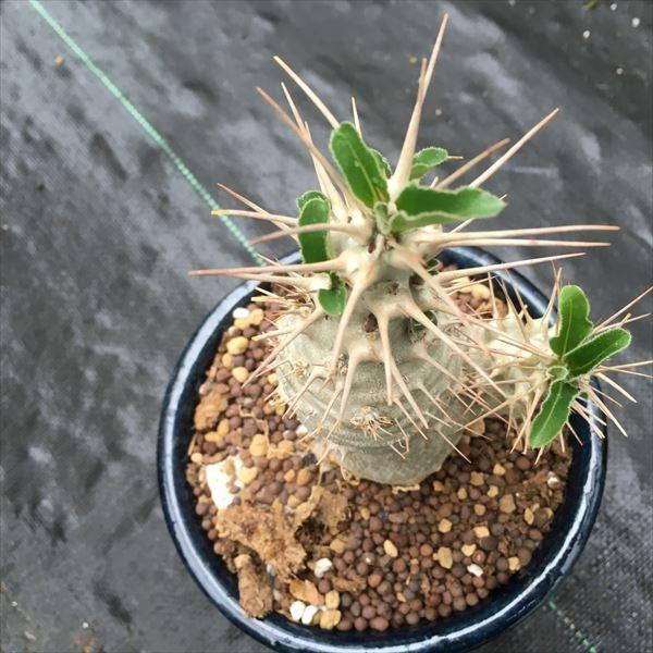 パキポディウム　サンデルシー パキポディウム サンデルシー Pachypodium 発根済 (ps-001