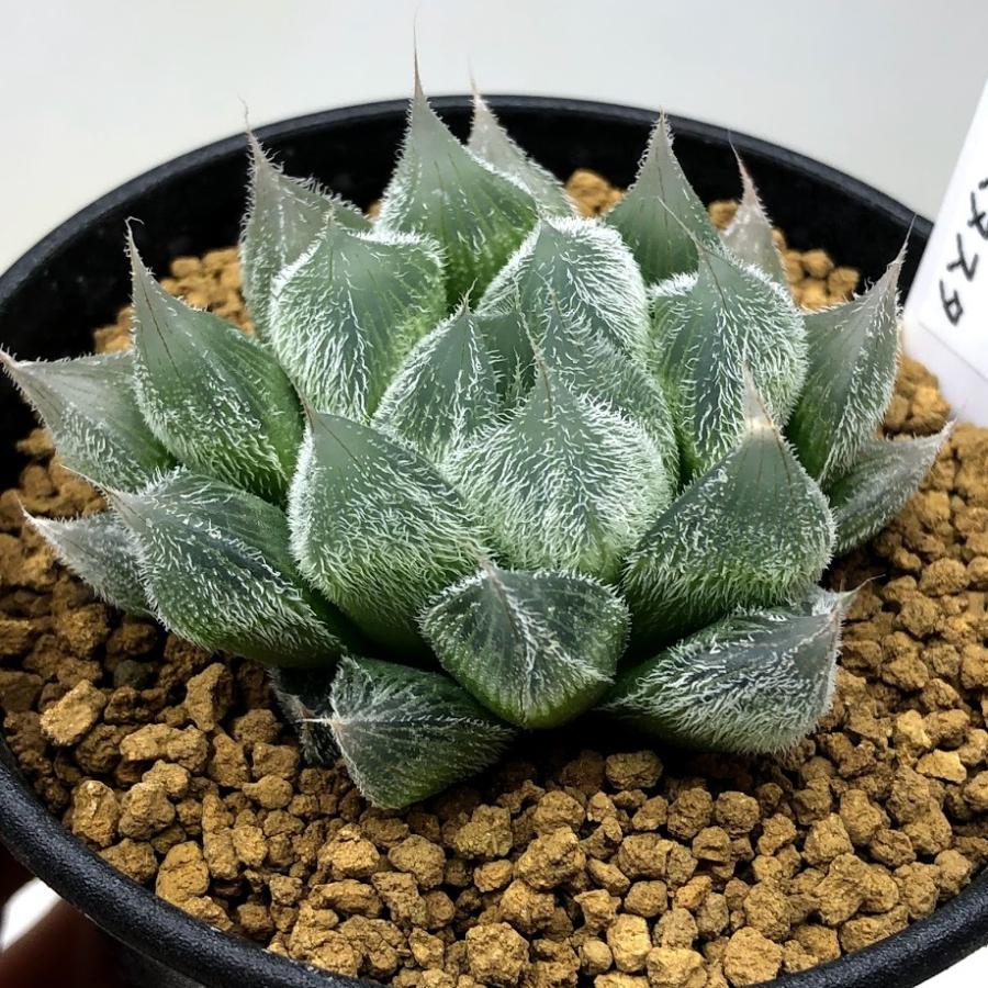 多肉植物：ハオルチア ベヌスタ 特白選抜タイプ*幅6cm : 遊恵盆栽