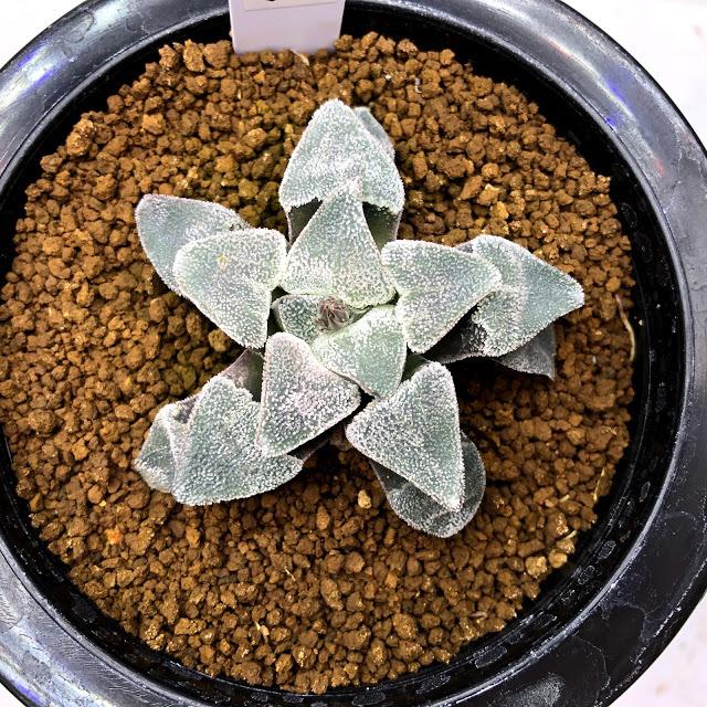 12AAA ハオルチア　多肉植物　丸葉ハートピグマエア錦　自家繁殖 0989．多肉植物 ハオルチア ピグマエア交配錦71 - メルカリ