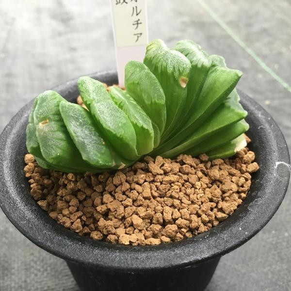 多肉植物：ハオルチア 静鼓（せいこ）*7cm : 遊恵盆栽 Yahoo!店 - 通販