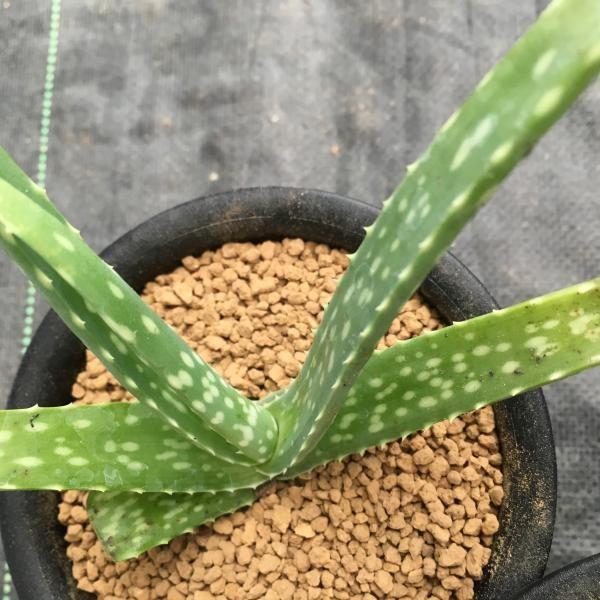 多肉植物 アロエ ベラ錦 幅１２cm S3176 遊恵盆栽 Yahoo 店 通販 Yahoo ショッピング