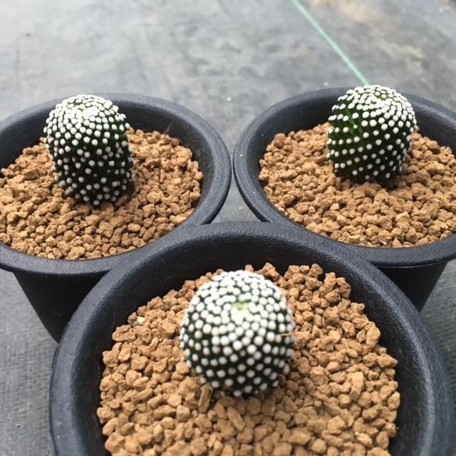 サボテン：マミラリア ルエッティ（ルーシー） 実生*幅2cm : 遊恵