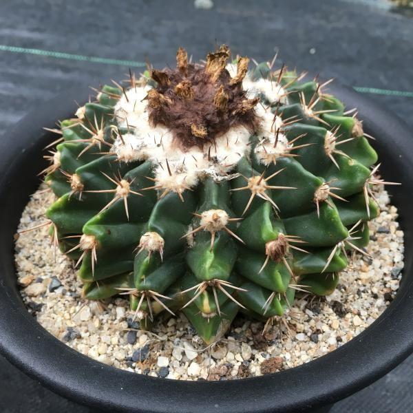 サボテン　青紫白世界3コン 3個のみ♡新色♡濃青♡♡明日香姫♡サボテン♡多肉植物