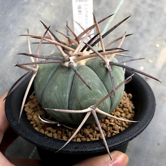 サボテン：エキノカクタス 強刺ニコリー*5.5cm 現品 一品限り : 遊恵
