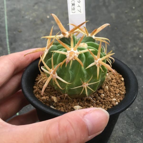 サボテン：逆ソリタイプ 金鵄玉*実生 幅4.5cm 現品 一品限り : 遊恵