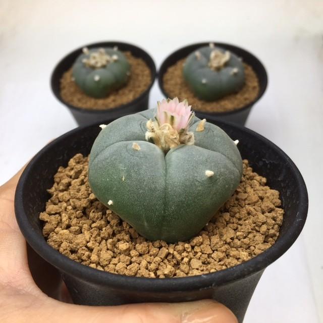 サボテン：ロフォフォラ 螺旋烏羽玉（らせんうばたま）*4.5cm : 遊恵