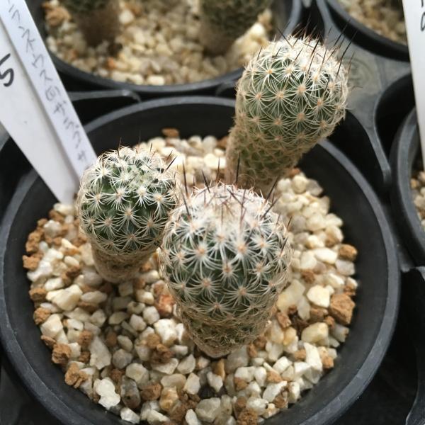 サボテン：サブテラネウス v.ザラゴサエ*幅2cm 現品 一品限り : 遊恵