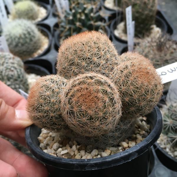 サボテン：マミラリア 雅卵玉*7cm 現品 一品限り : 遊恵盆栽 Yahoo