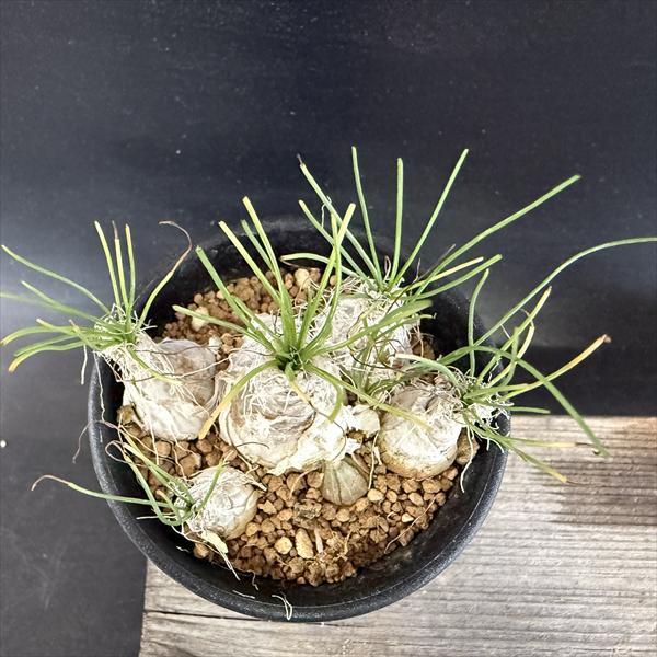 多肉植物：アルブカ フミリス S*葉幅9cm : 遊恵盆栽 Yahoo!店 - 通販