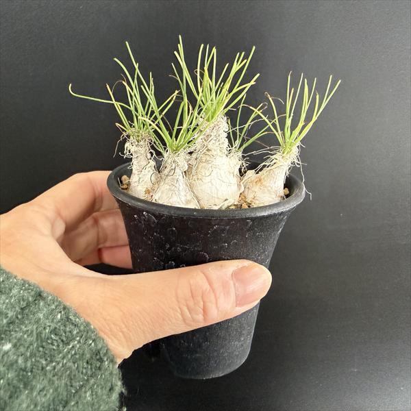 多肉植物：アルブカ フミリス S*葉幅9cm : 遊恵盆栽 Yahoo!店 - 通販