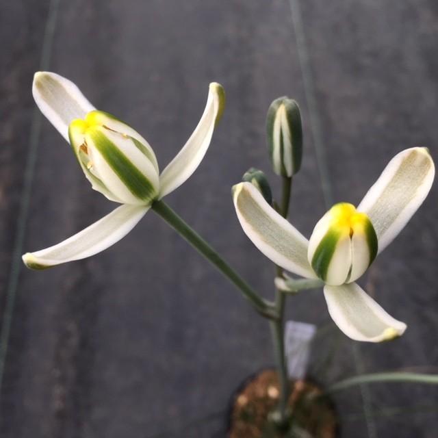 多肉植物：アルブカ フミリス S*葉幅9cm : 遊恵盆栽 Yahoo!店 - 通販