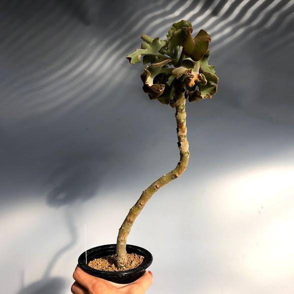 多肉植物:カランコエ ベハレンシス ミニマ*葉幅12cm : 遊恵 多肉植物:カランコエ ベハレンシス ミニマ*葉幅12cm : 遊恵
