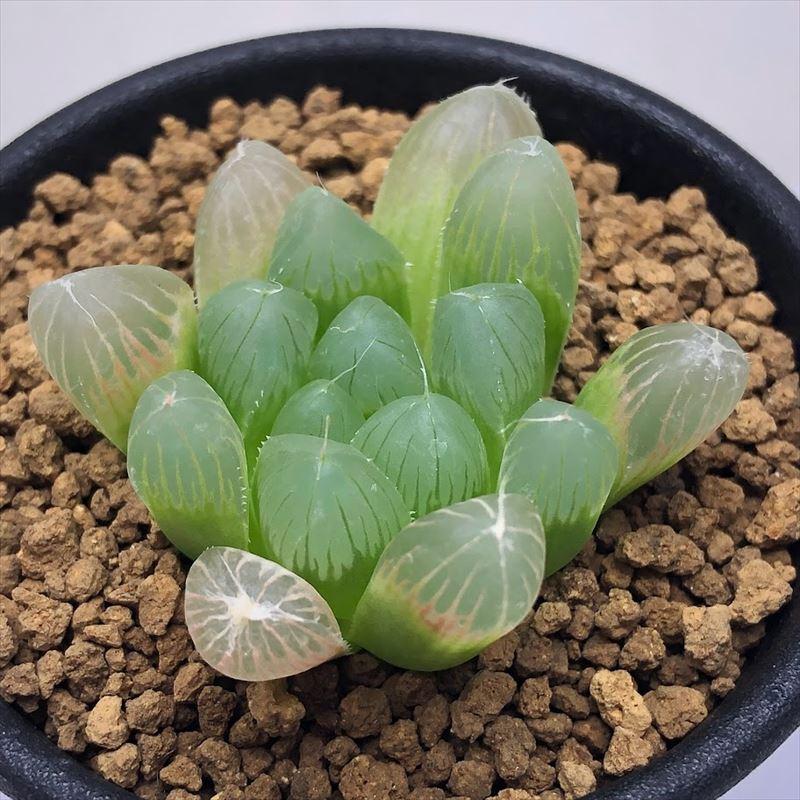 多肉植物 ハオルチア ピリフェラ 幅7cm S3434 遊恵盆栽 Yahoo 店 通販 Yahoo ショッピング