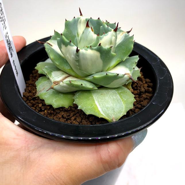 多肉植物：アガベ 王妃雷神 白中斑 M*幅7cm : 遊恵盆栽 Yahoo!店