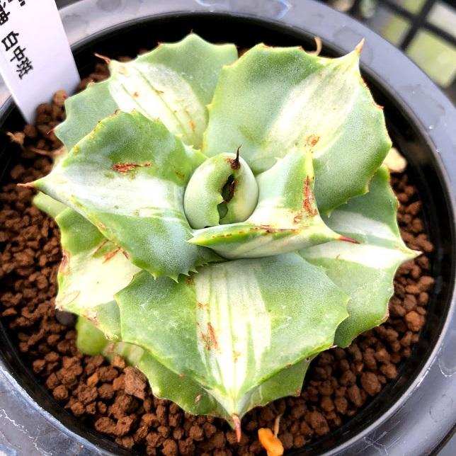 多肉植物：アガベ 王妃雷神 白中斑 M*幅7cm : 遊恵盆栽 Yahoo!店