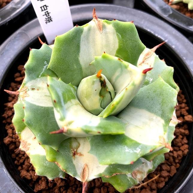 多肉植物：アガベ 王妃雷神 白中斑 M*幅7cm : 遊恵盆栽 Yahoo!店