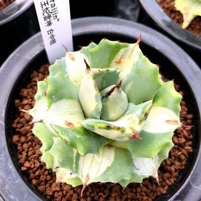 多肉植物：アガベ 王妃雷神 白中斑 M*幅7cm : 遊恵盆栽 Yahoo!店