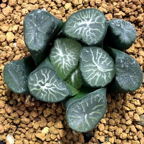多肉植物：ハオルチア 万象 白妙*幅5.5cm 現品 一品限り : 遊恵盆栽