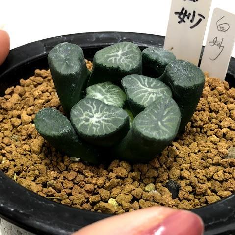 多肉植物：ハオルチア 万象 白妙*幅5.5cm 現品 一品限り : 遊恵盆栽