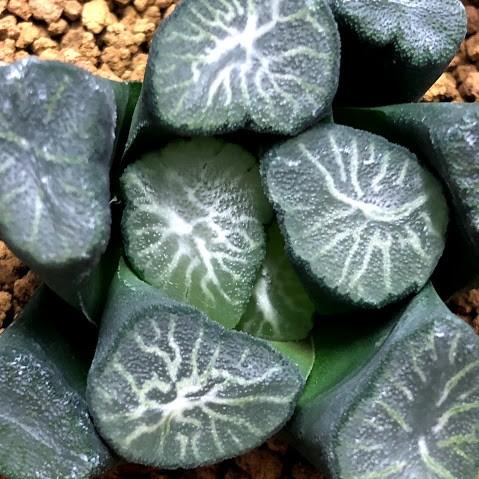 多肉植物：ハオルチア 万象 白妙*幅5.5cm 現品 一品限り : 遊恵盆栽