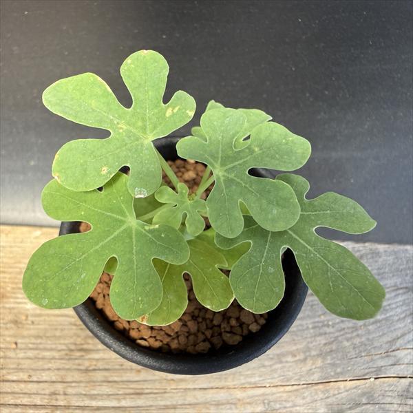 ☆特価☆多肉植物：アデニア グラウカ*S 塊幅1.5cm ☆養庄園実生